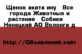 Щенок акита ину - Все города Животные и растения » Собаки   . Ненецкий АО,Волонга д.